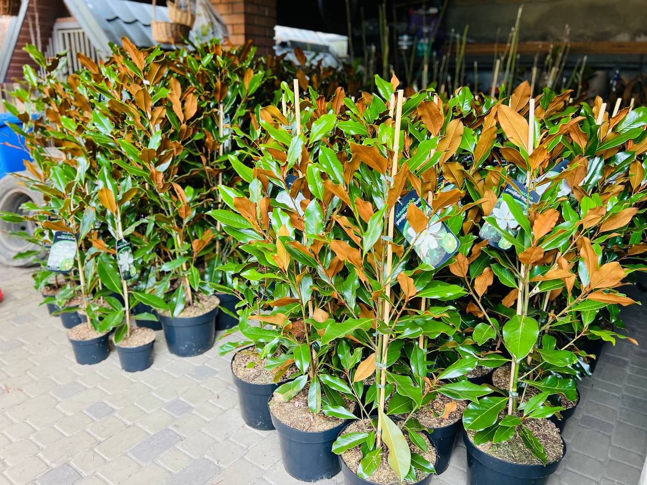 Magnolia grandiflora 'KAY PARRIS' 140 см