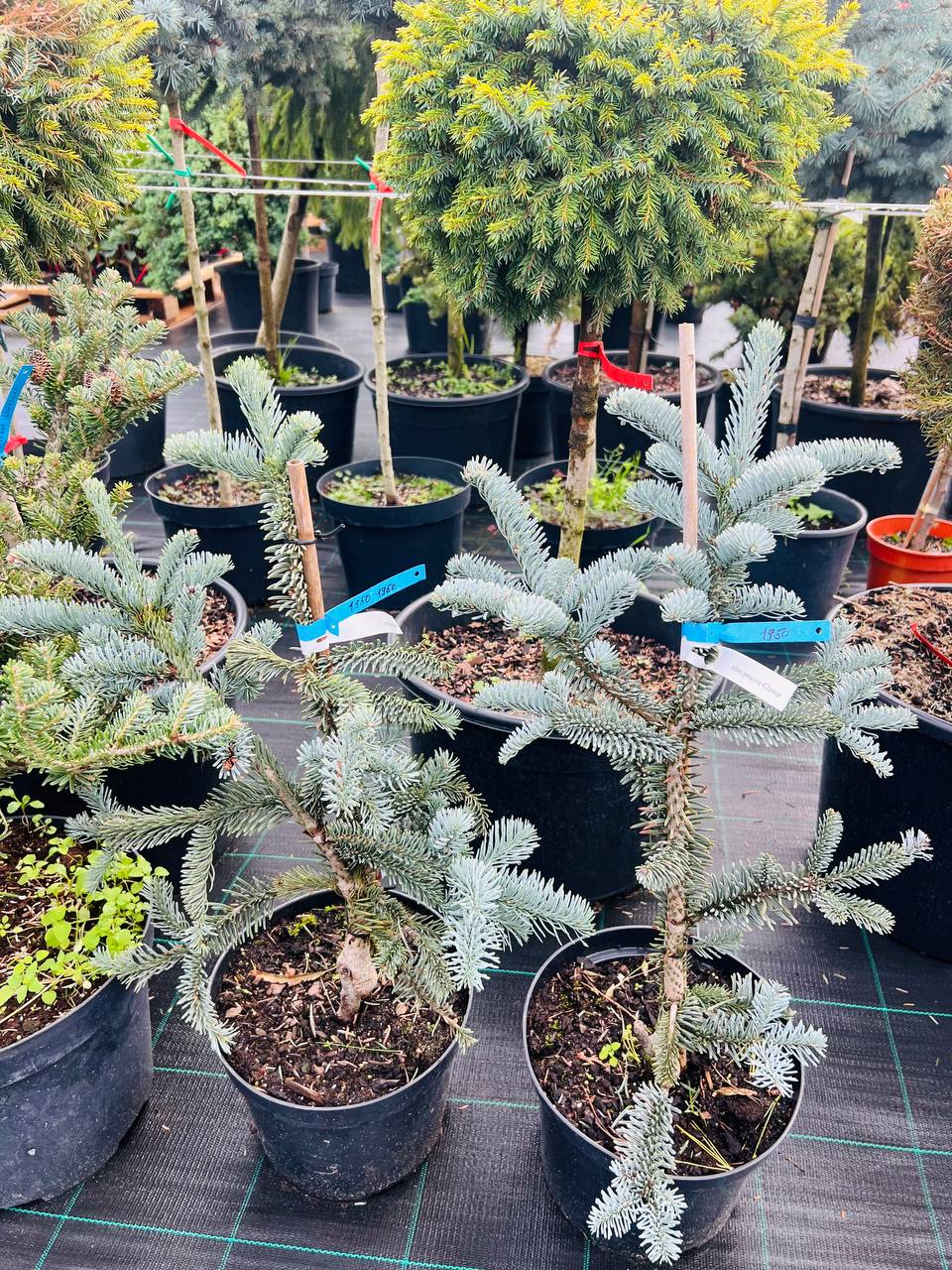 Ялиця високоросла Glauca  Abies procera Glauca