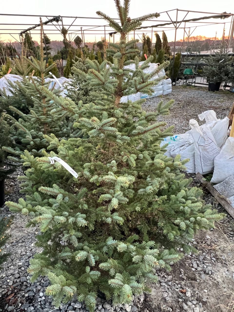 Ялина колюча блакитна Picea pungens Glauca Kaibab горщик 45-60л Н-170 см