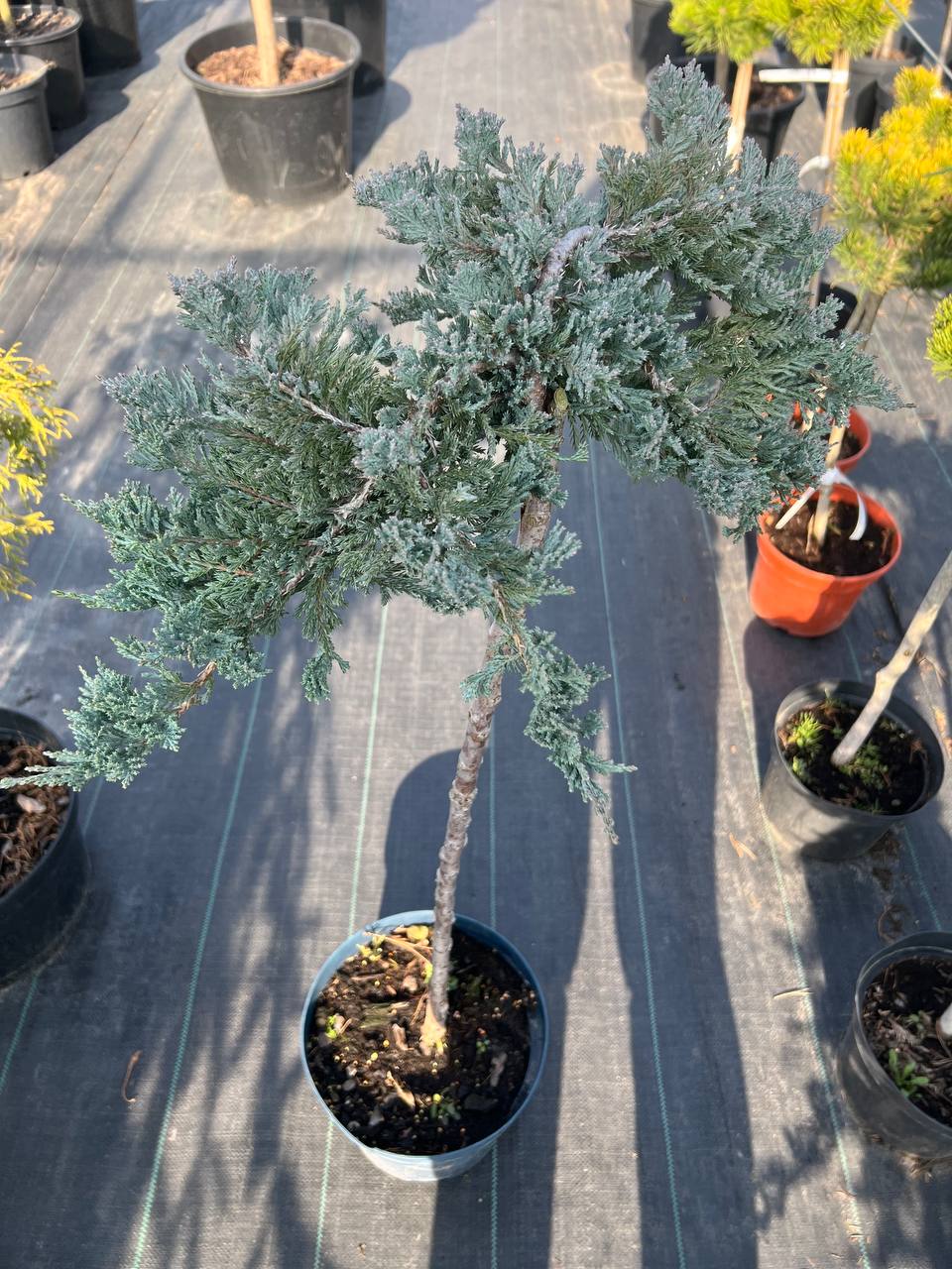 Ялівець горизонтальний Блю Чіп на штамбі, Juniperus horizontalis 100 см