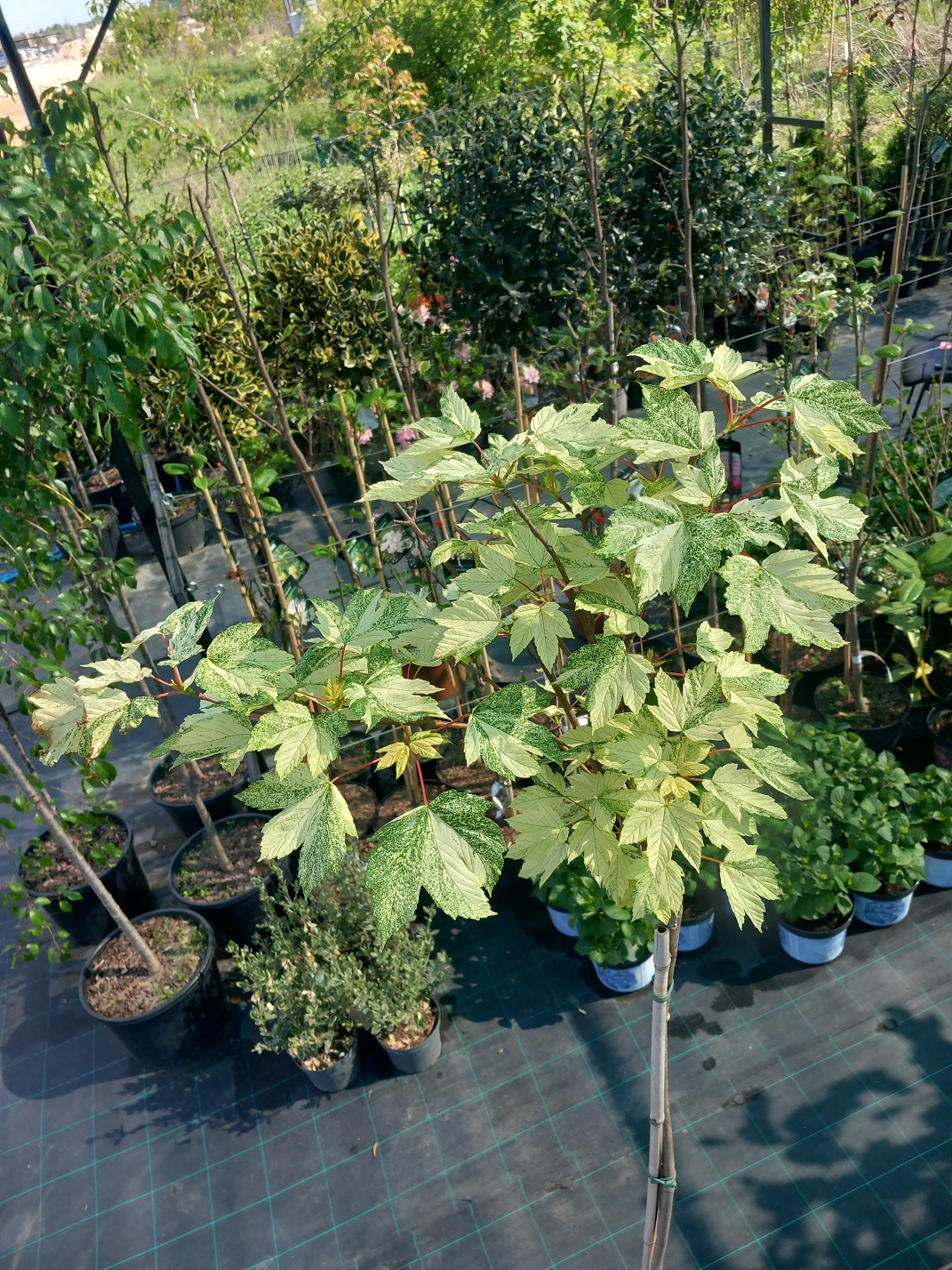 Клен-явір «Брати Сімон-Луї» (Acer pseudoplatanus 'Simon-Louis Frères') 210 см