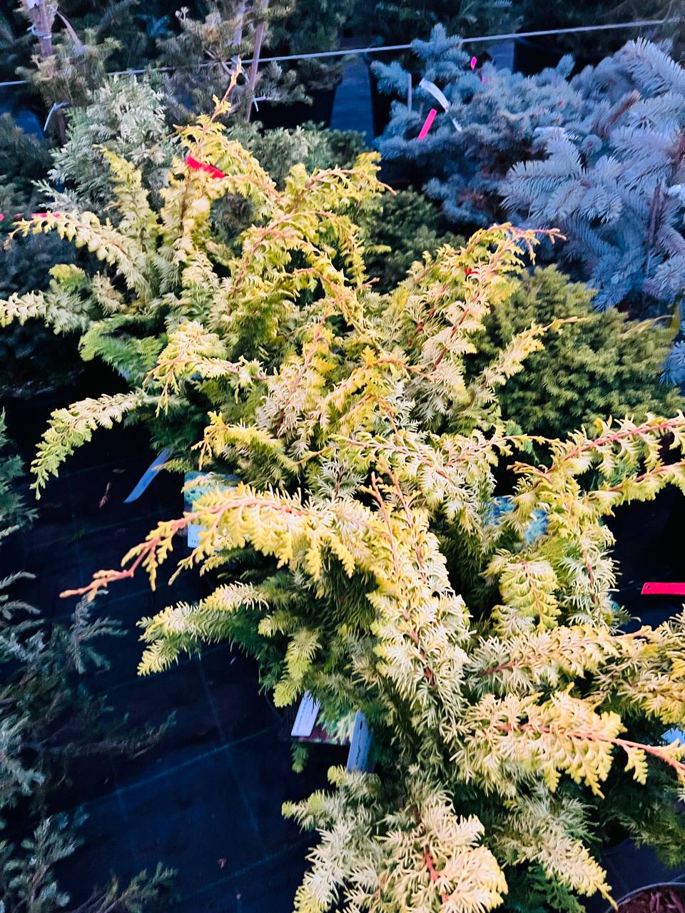 Кипарисовик туполистий Chamaecyparis obtusa Fernspray gold