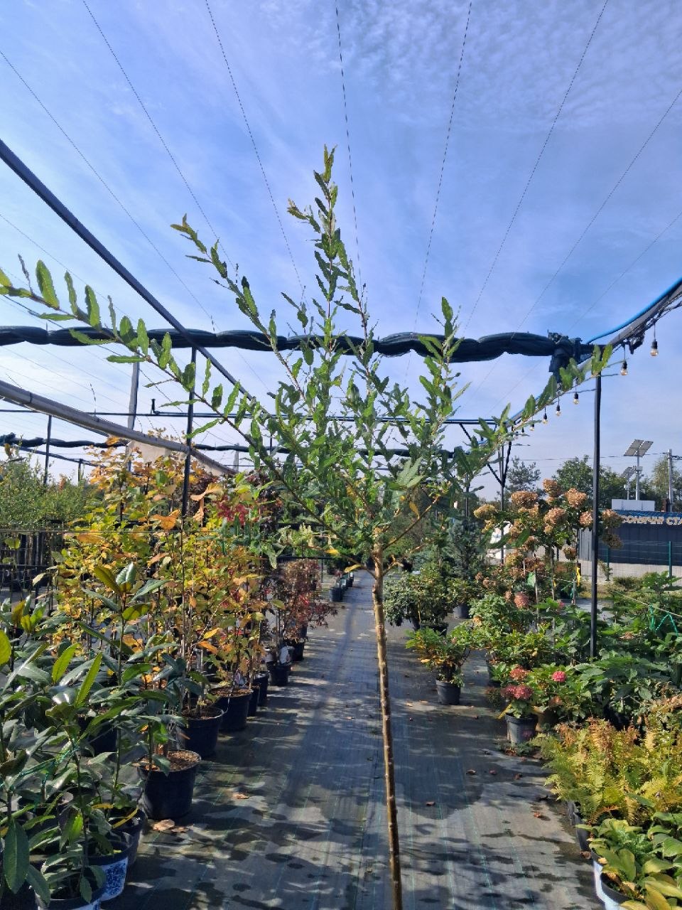 Верба цільнолиста Hakuro Nishiki (лат. Salix integra 'Hakuro Nishiki') 1.2 м