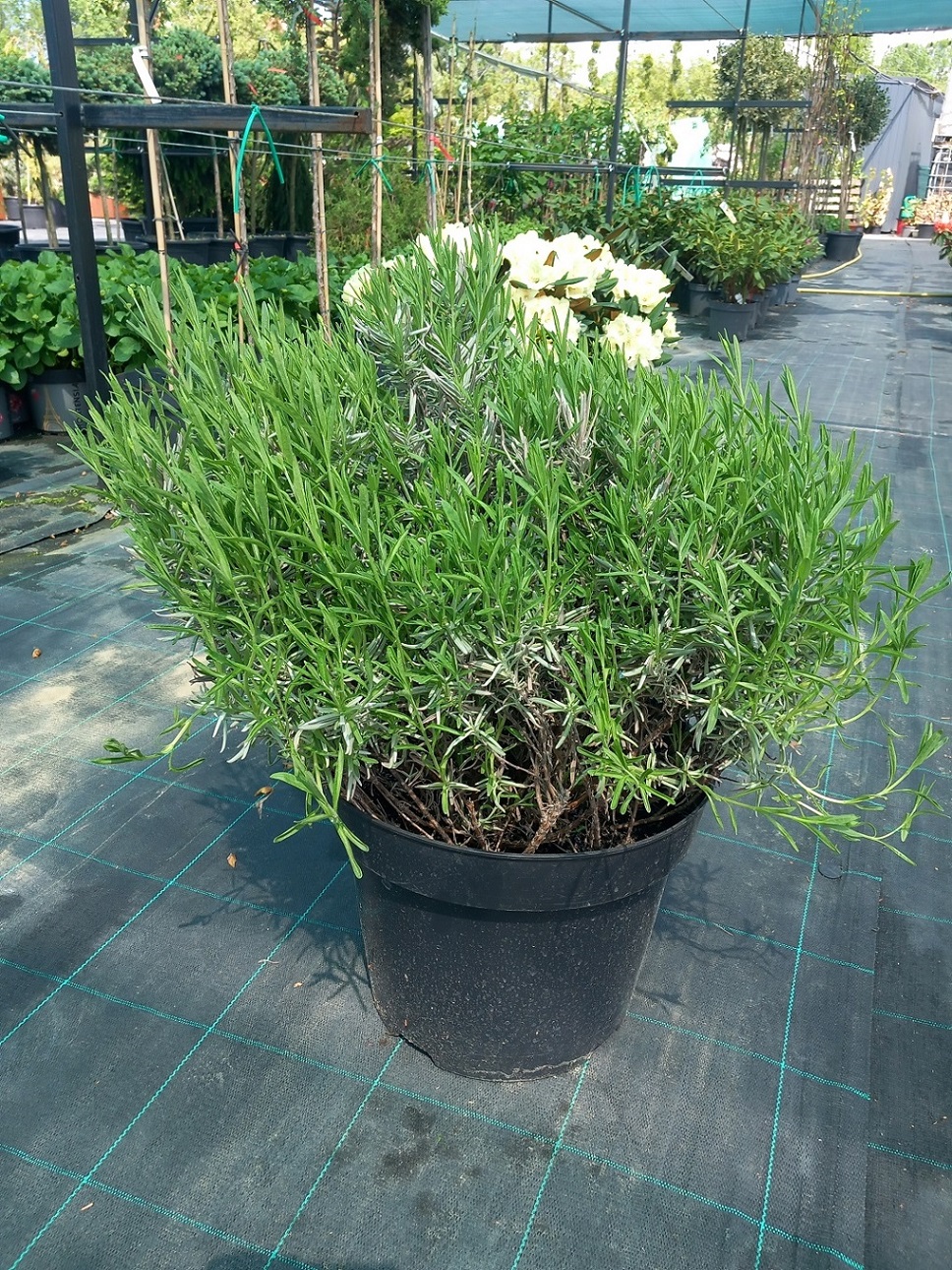 Лаванда вузьколиста «Хідкот» (Lavandula angustifolia 'Hidcote') 40-50 см