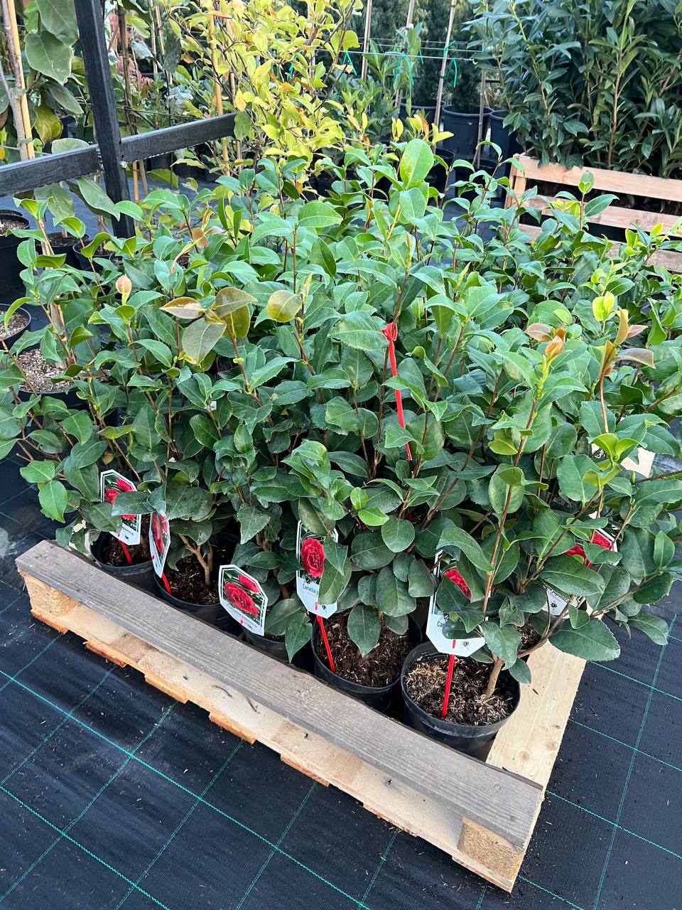 Camellia japonica Камелія japonica