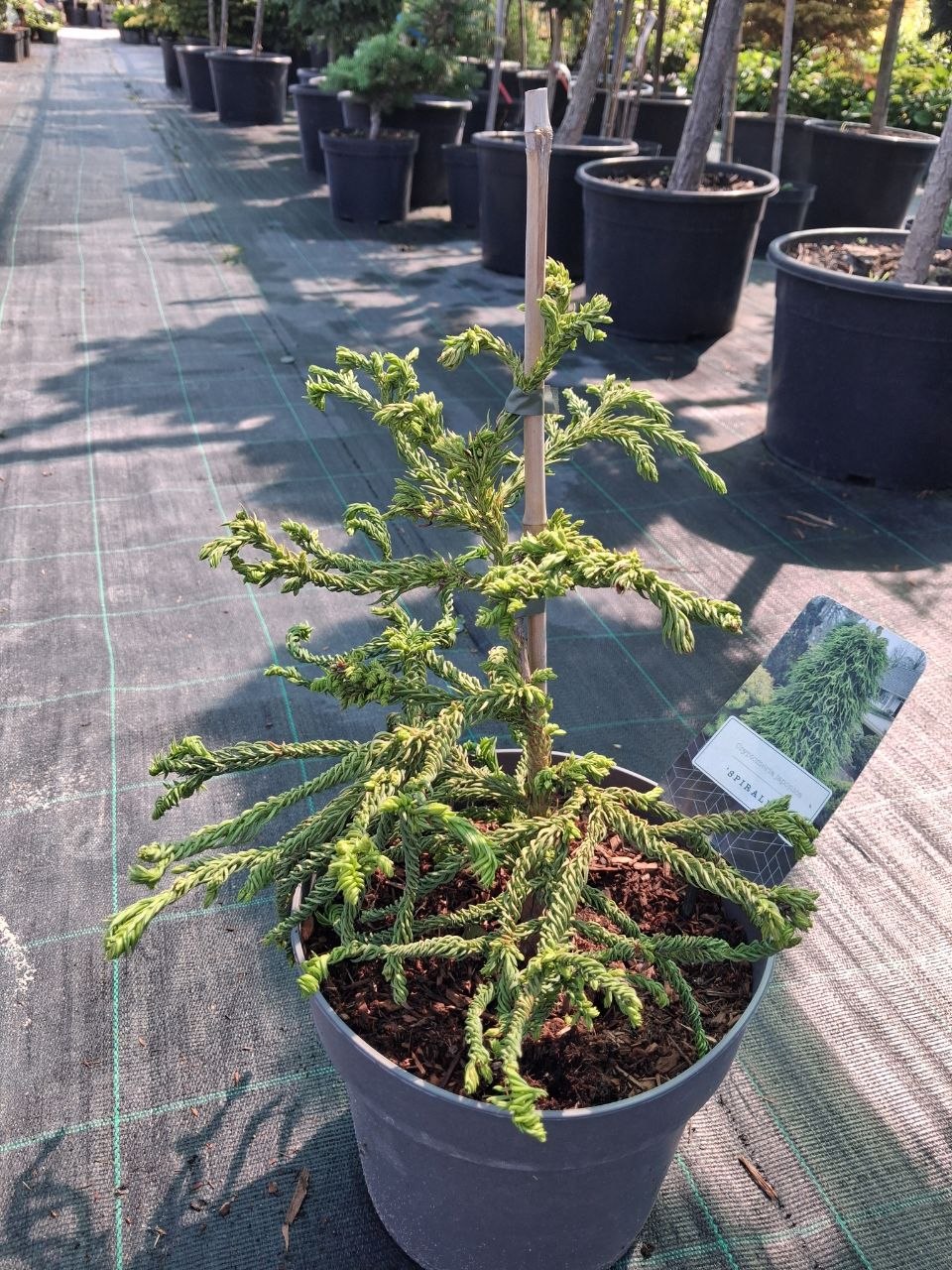 Криптомерія японська Спіраліс (Cryptomeria japonica Spiralis) 30 см