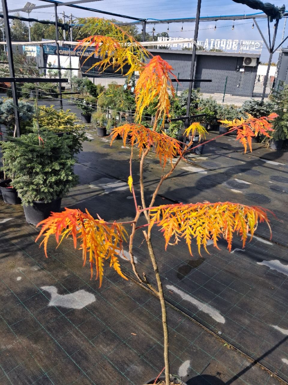 Сумах оленерогий (лат. Rhus typhina) 0.9-1.4 м