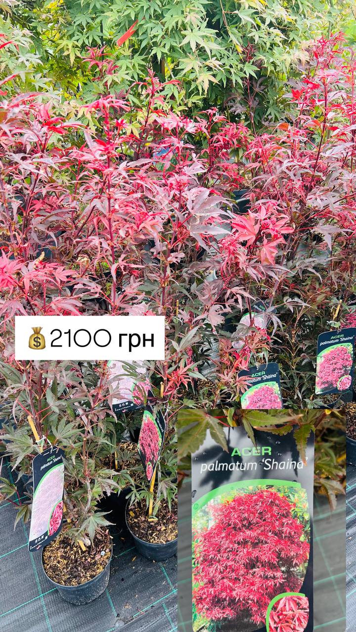 Acer palmatum 'Shaina' (клен пальмолистий 'Шаїна')