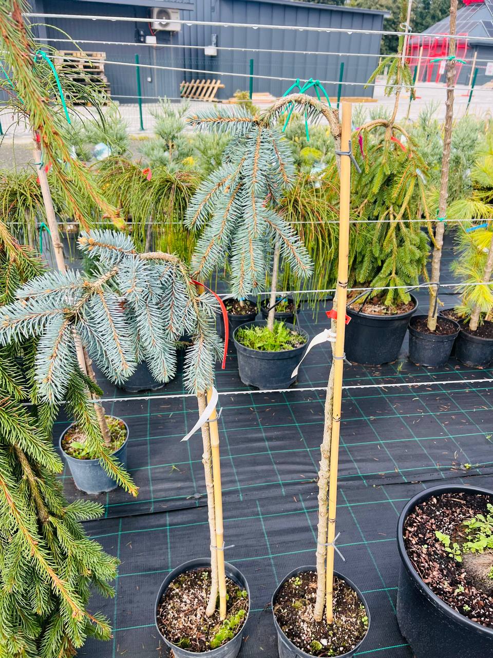 "Ялина the blues" (Ялина колюча "The Blues") Зе Блюз