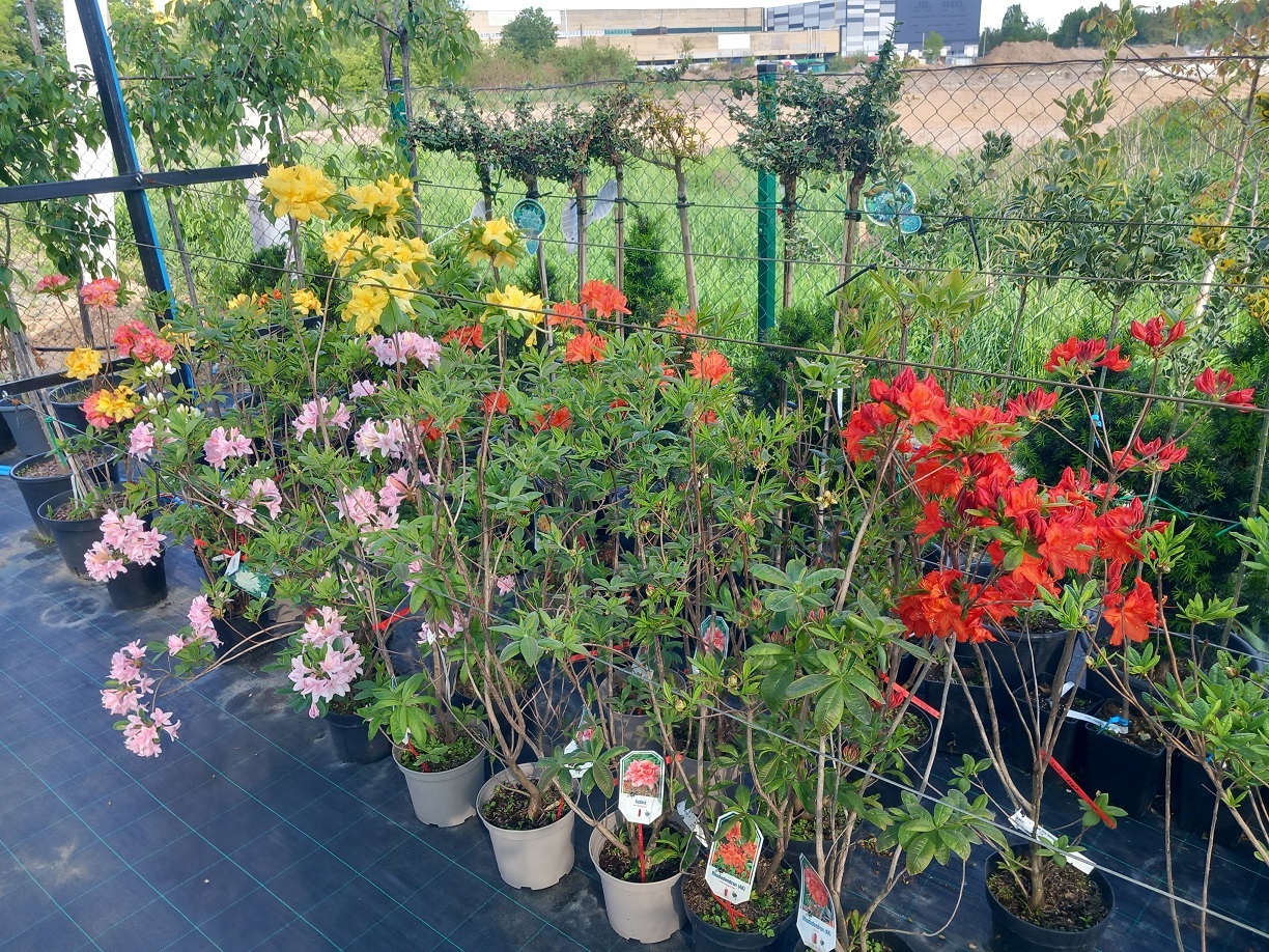 Азалія або Рододендрон (Rhododendron) в асортименті 60-130 см
