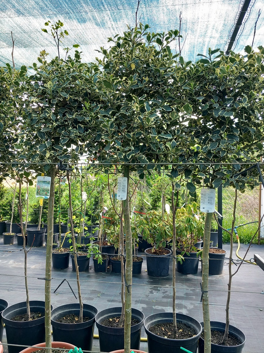 Падуб «Срібноокантований» (Ilex aquifolium 'Argentea Marginata') 160-170 см