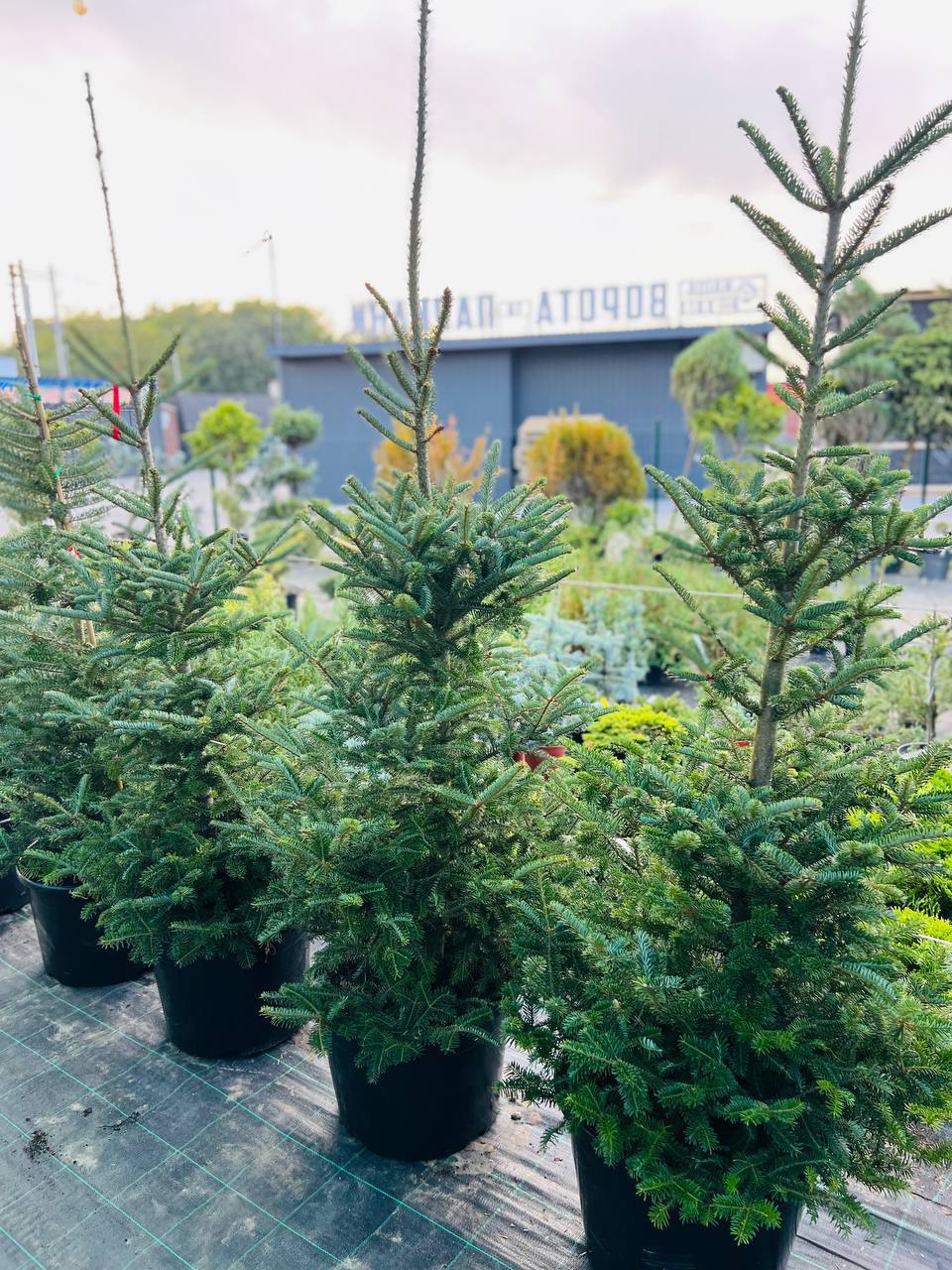 Ялиця Фразера. (Abies fraseri)