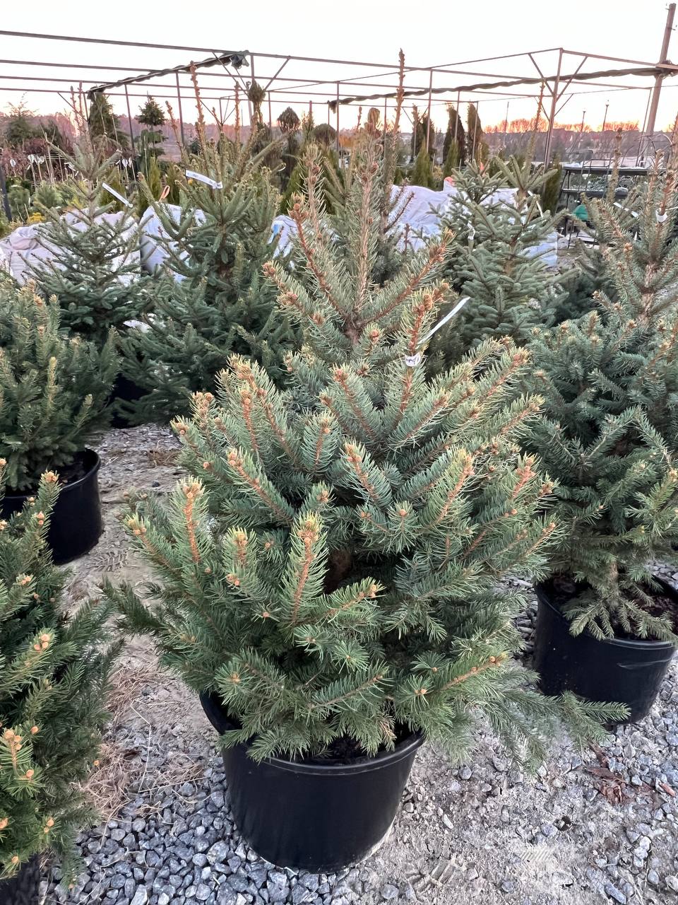 Ялина колюча блакитна Picea pungens Glauca Kaibab горщик 45-60л Н-130 см