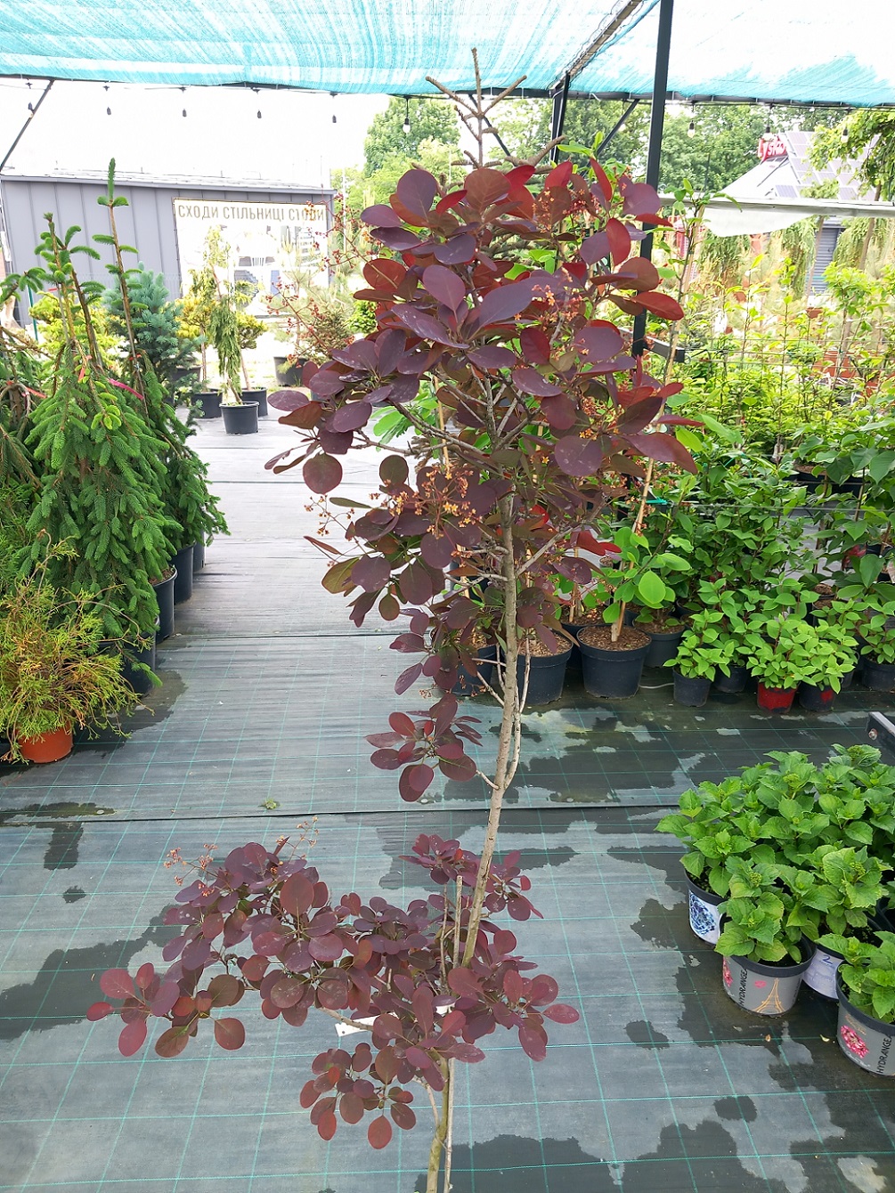 Скумпія шкіряна «Роял Пурпл» (Cotinus coggygria 'Royal Purple') 160 см