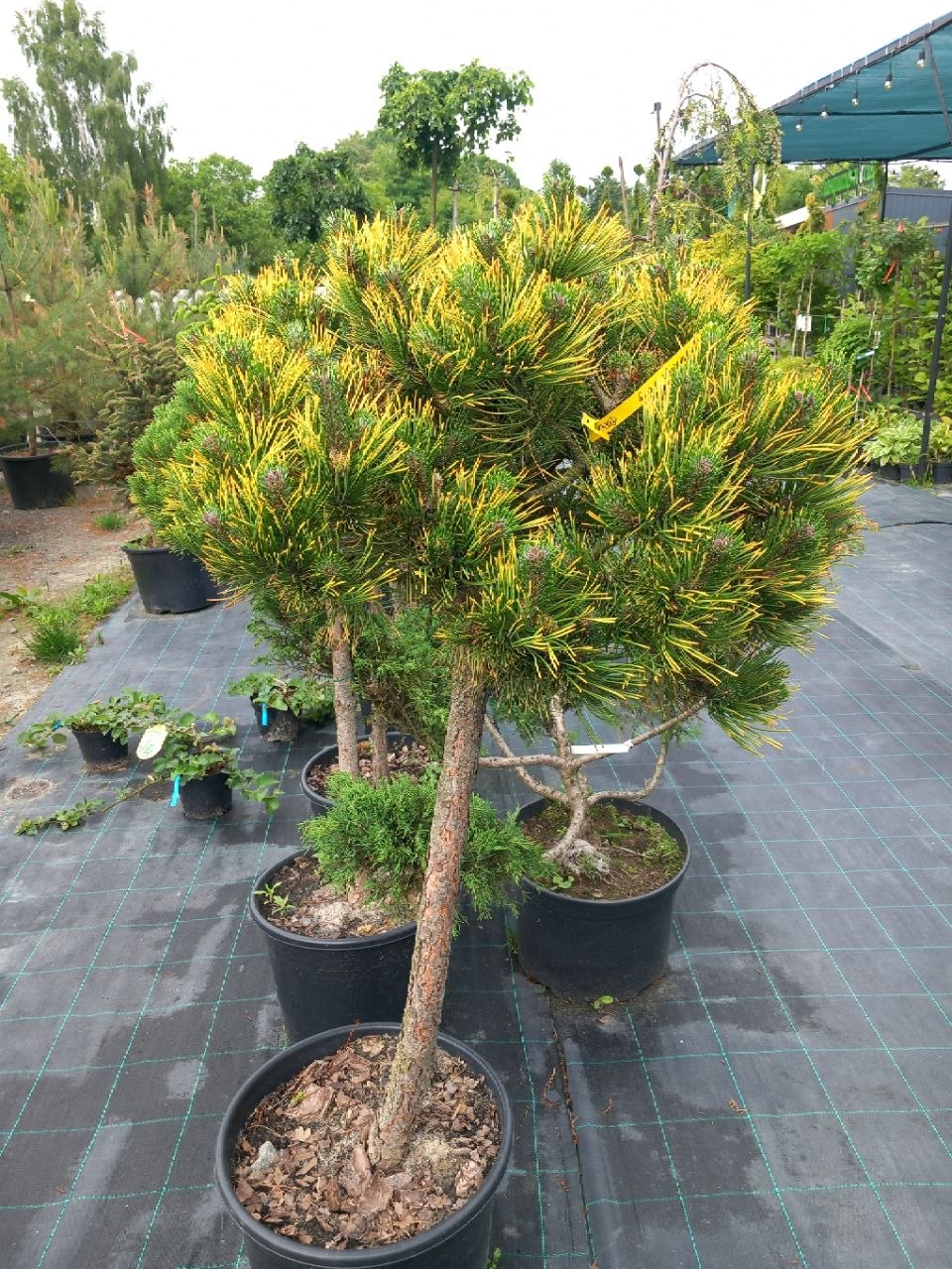 Сосна гірська Вінтер Голд на штамбі (Pinus mugo Winter Gold) 120 см