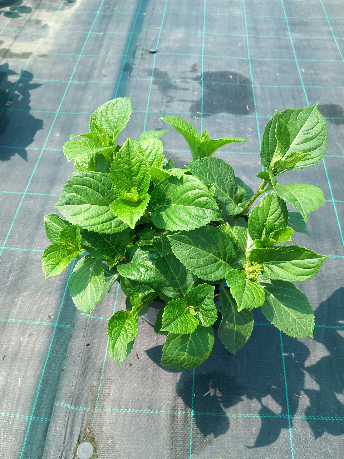 Гортензія великолисткова «Рембрандт Ван Рейн Блу» (лат. Hydrangea macrophylla 'Rembrandt Van Rijn Blue') 40 см