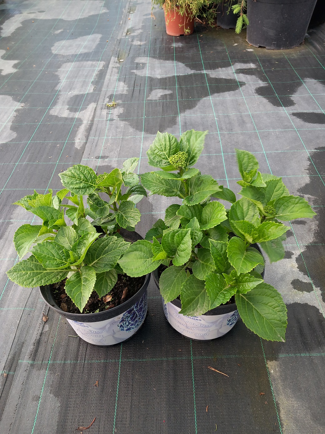 Гортензія великолисткова «Рембрандт Вайбрант Верде Пінк» (лат. Hydrangea macrophylla 'Rembrandt Vibrant Verde Pink') 25-30 см