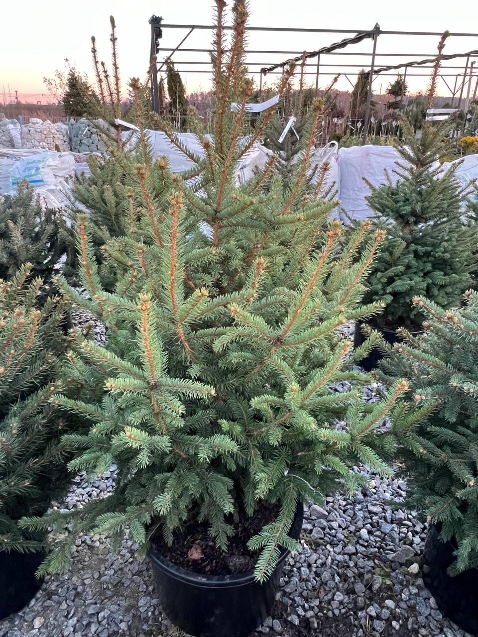 Ялина колюча  Picea pungens Glauca Kaibab горщик 45-60л Н-160 см