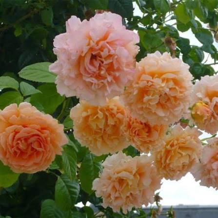 Троянда плетиста Lord Byron (лат. Rosa 'Lord Byron')