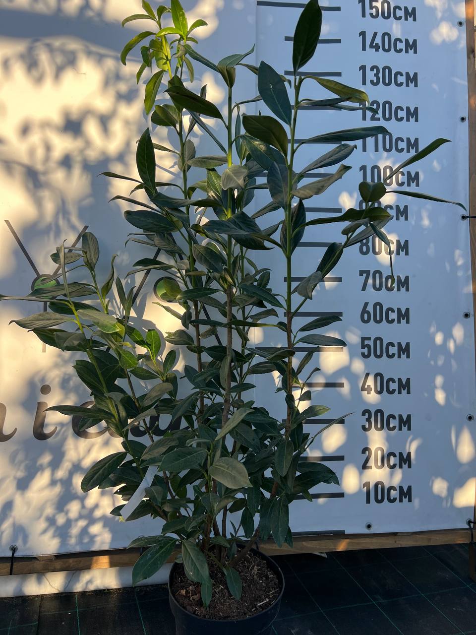 Лавровишня Prunus laurocerasus Caucasica