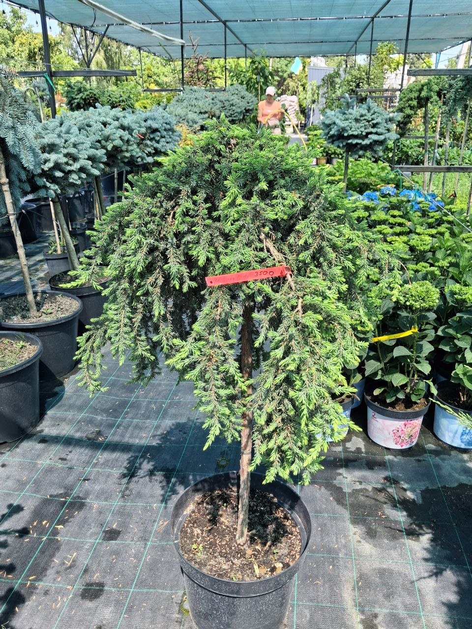 Ялівець звичайний Грін Карпет на штамбі (Juniperus communis Green Carpet)  90 см