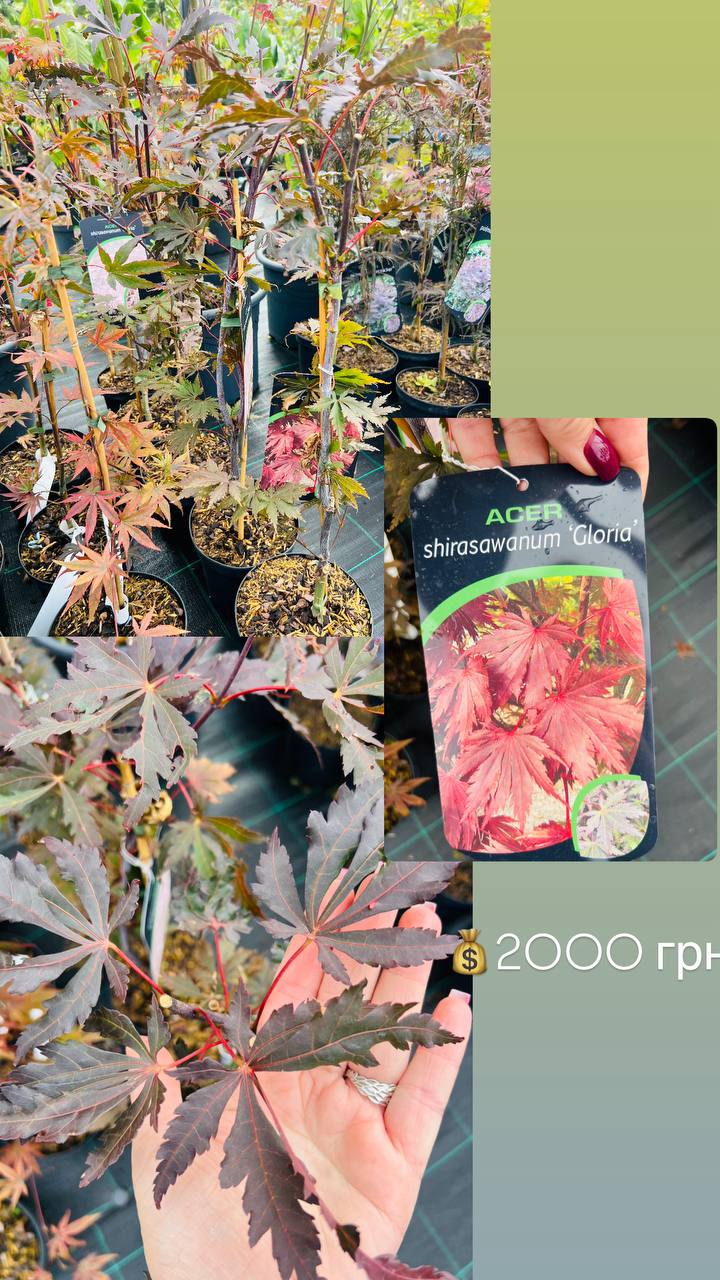 Acer shirasawanum ’Gloria’ Acer shirasawanum ’Gloria’