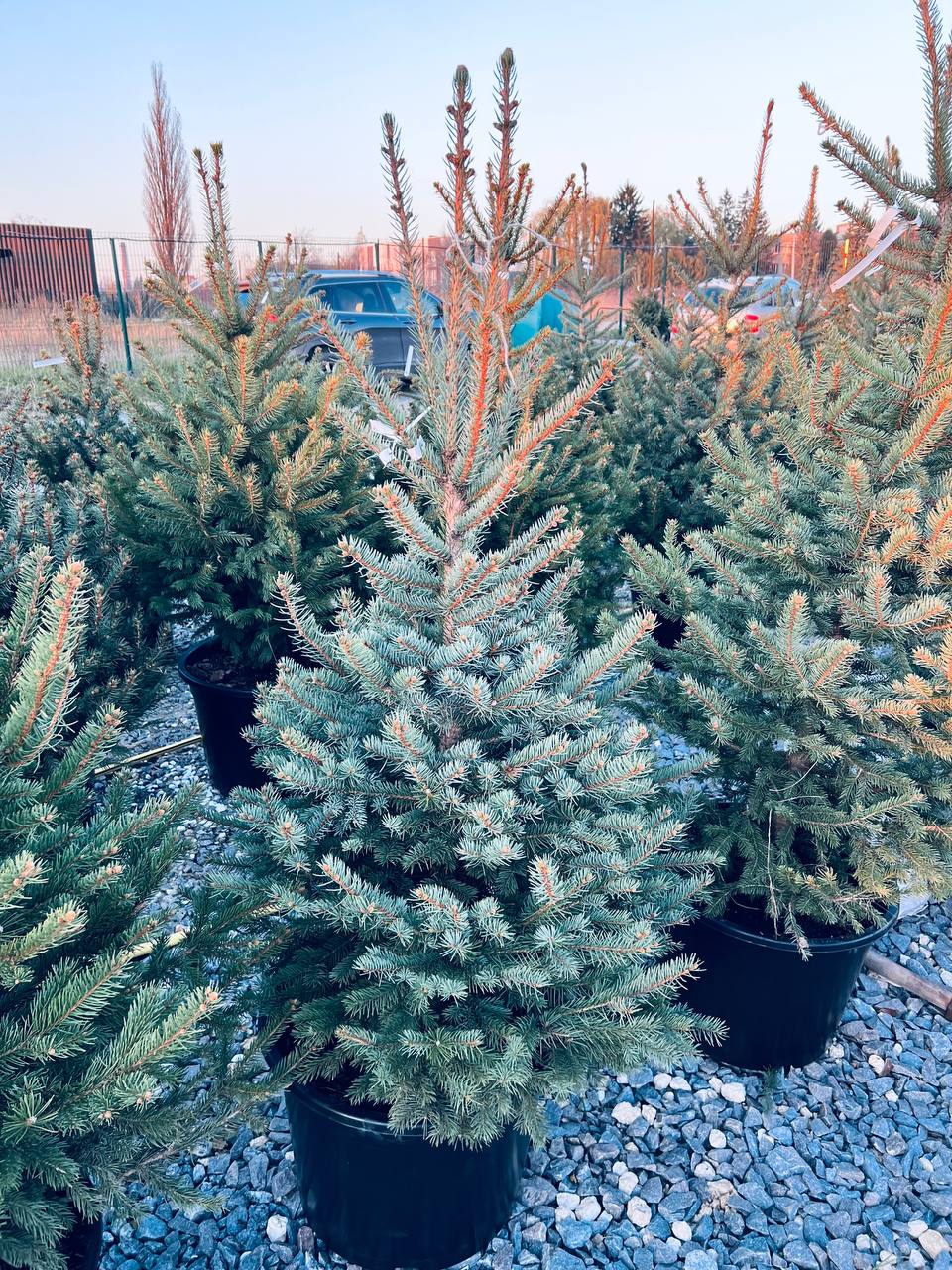 Ялина колюча блакитна Picea pungens Glauca Kaibab горщик 45-60л Н-140-150см