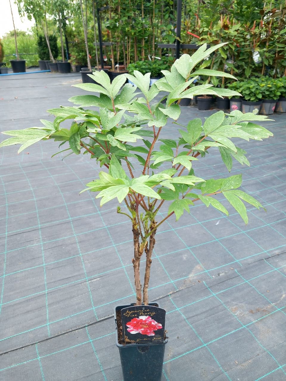 Півонія деревоподібна «Шіма-Нішікі» (Paeonia suffruticosa 'Shima-Nishiki') С2 50-70 см