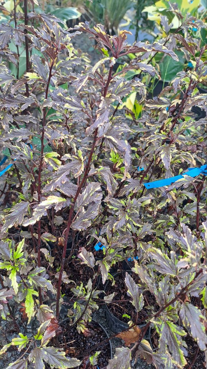 Physocarpus opulifolius Mozaika Пухироплідник калинолистий сорту 'Мозаїка'