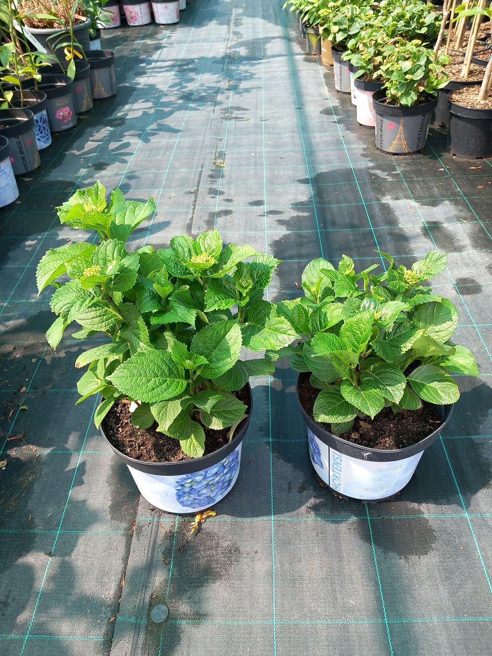 Гортензія великолисткова «Магічний Аметист» (Hydrangea macrophylla 'Magical Amethyst') 25-35 см