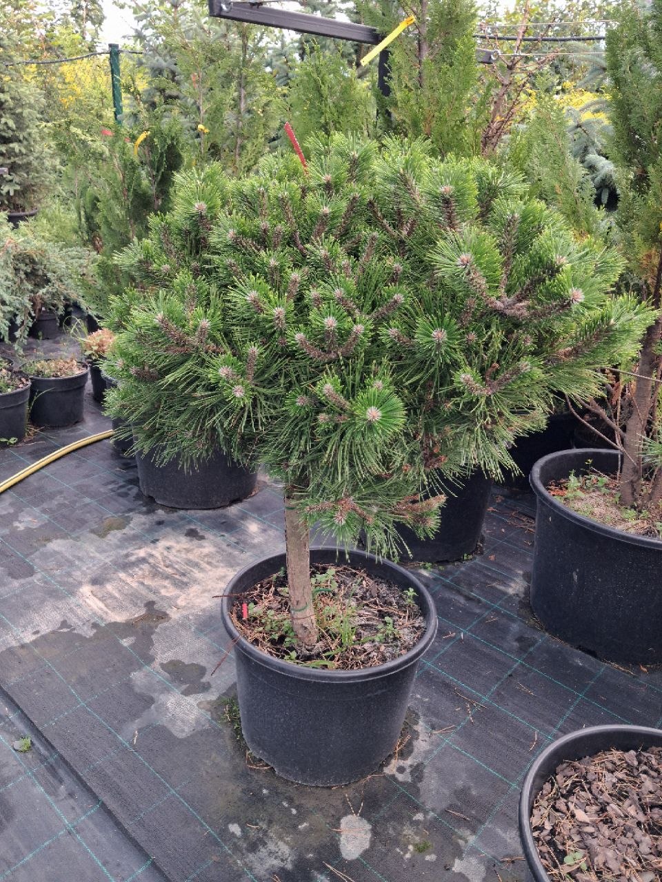 Сосна гірська Low Glow (лат. Pinus mugo 'Low Glow') 80 см