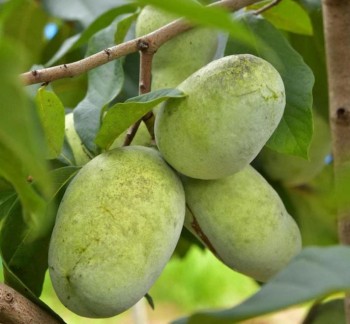 Asimina triloba 'Kentucky Champion' Азіміна triloba ’Kentucky Champion’