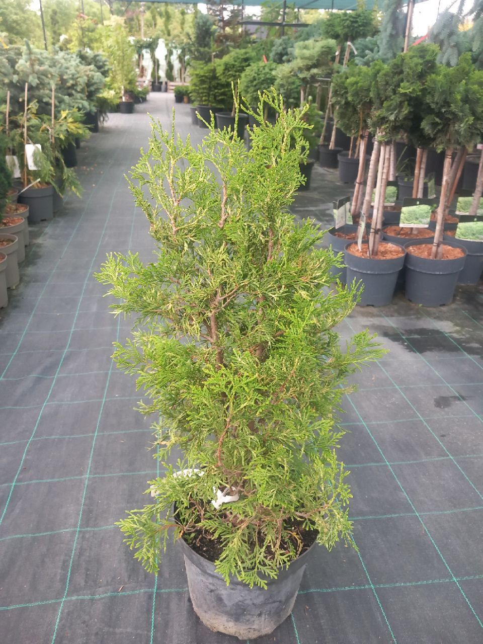 Туя західна Хеартланд (Thuja occidentalis) 60 см