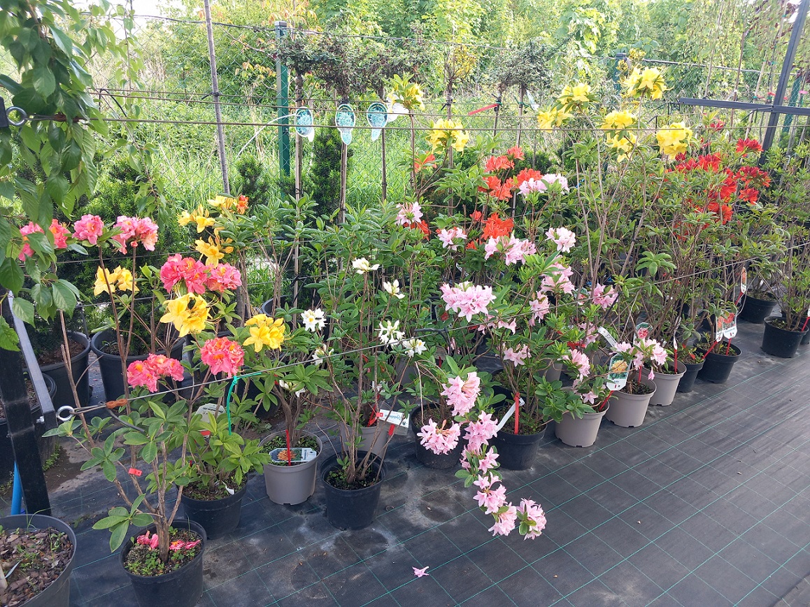 Азалія або Рододендрон (Rhododendron) в асортименті 60-130 см