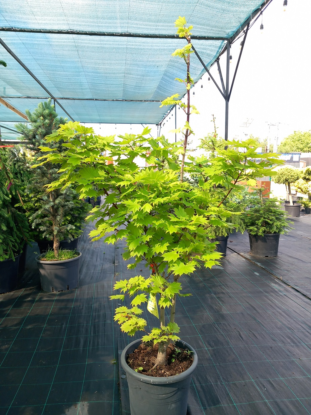 Клен ширасаванський «Ауреум» (Acer shirasawanum 'Aureum') 130 см