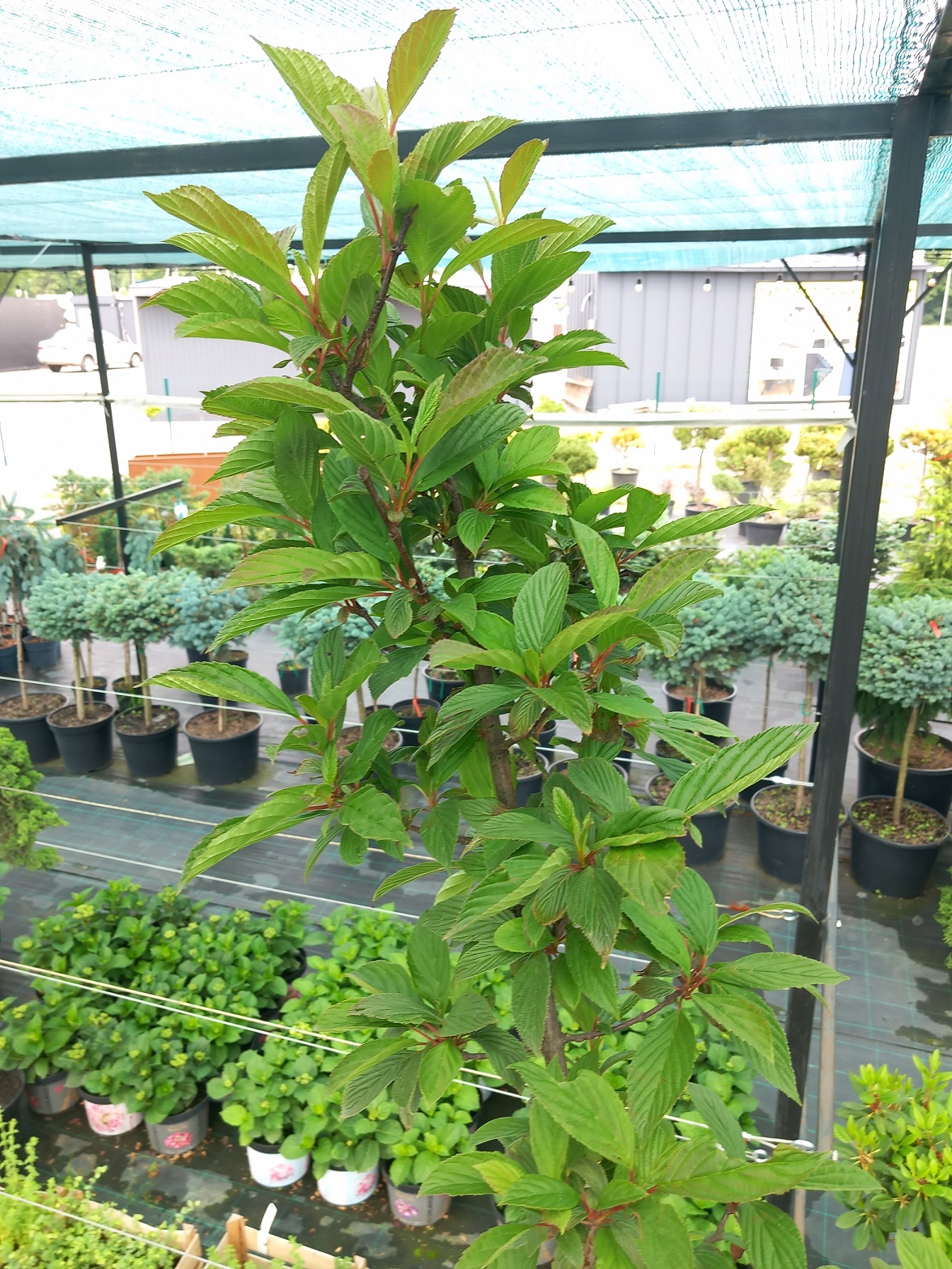 Калина Фаррера (Viburnum farreri) 170-230 см