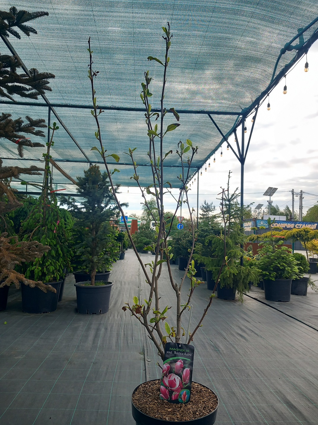 Магнолія «Рустіка Рубра» (Magnolia x soulangeana 'Rustica Rubra') 120-140 см