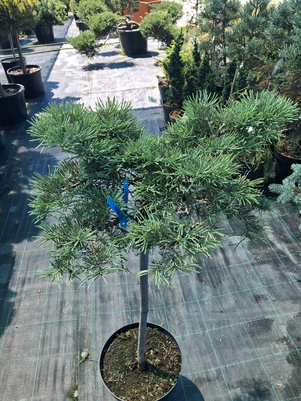 Ялиця одноколірна Спала на штамбі (Abies concolor Spala) 80 см