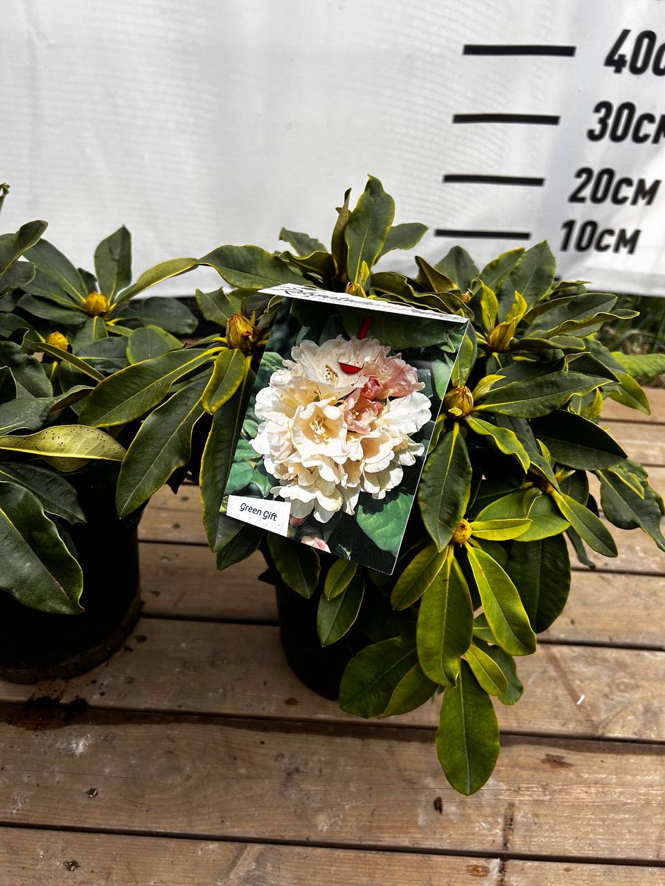 Rhod. Yak. 'Golden Torch' geel