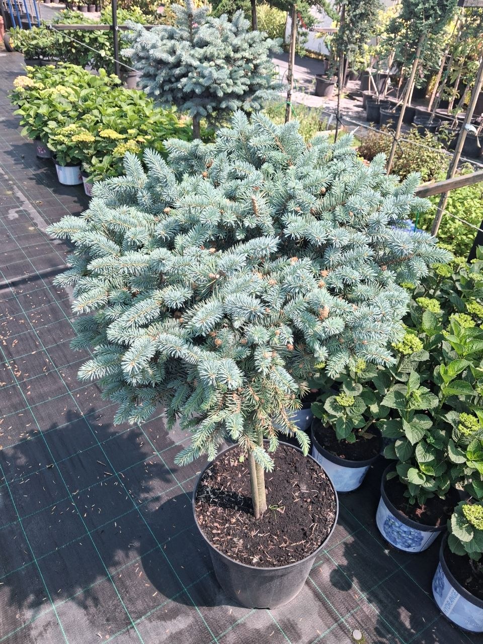 Ялина колюча Глаука Глобоза (Picea pungens Glauca Globosa) 80 см