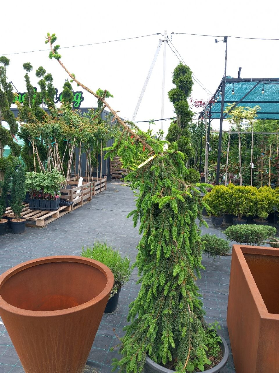 ялина звичайна Інверса (Picea abies) 240 см