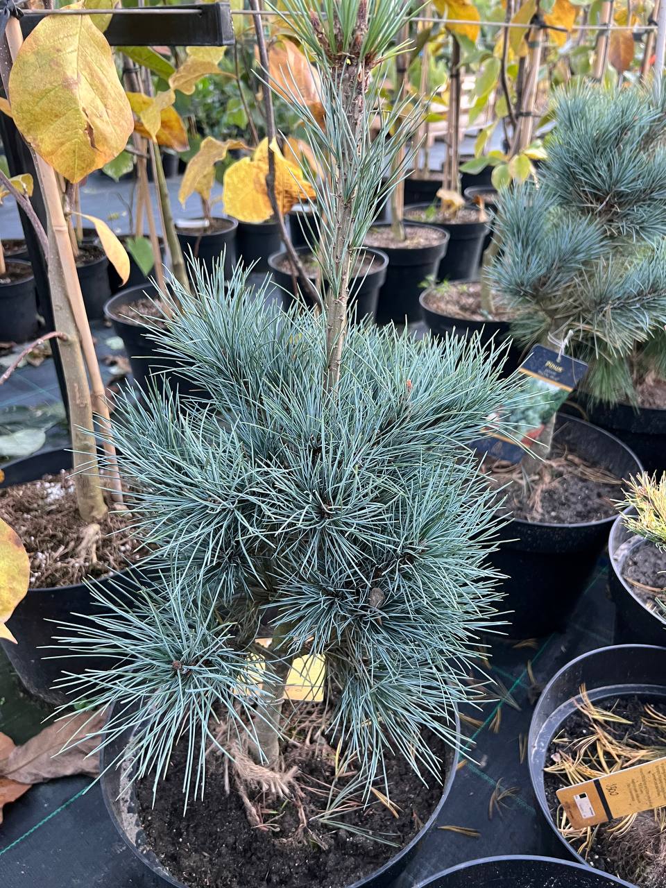 Сосна червона 'Pacific Blue'  Pinus peuce  'Pacific Blue'