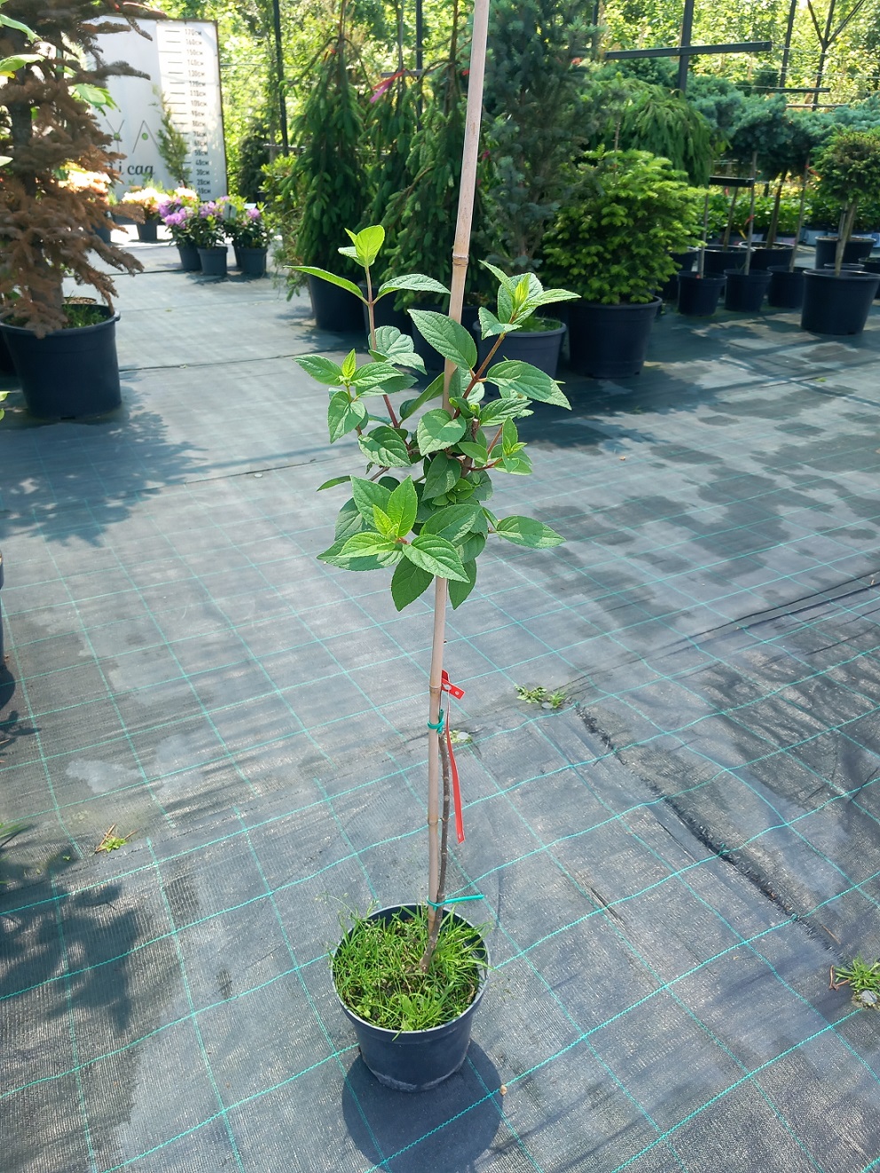 Гортензія волотиста «Пінкачу» на штамбі (Hydrangea paniculata 'Pinkachu') 90 см