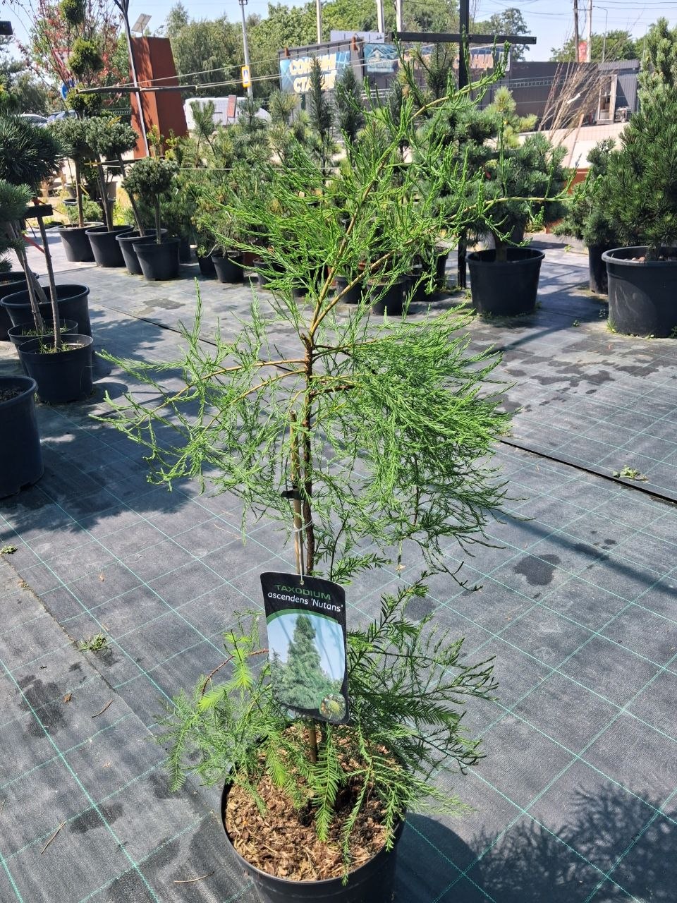 Таксодіум дворядний Нутанс (Taxodium distichum Nutans) 90 см