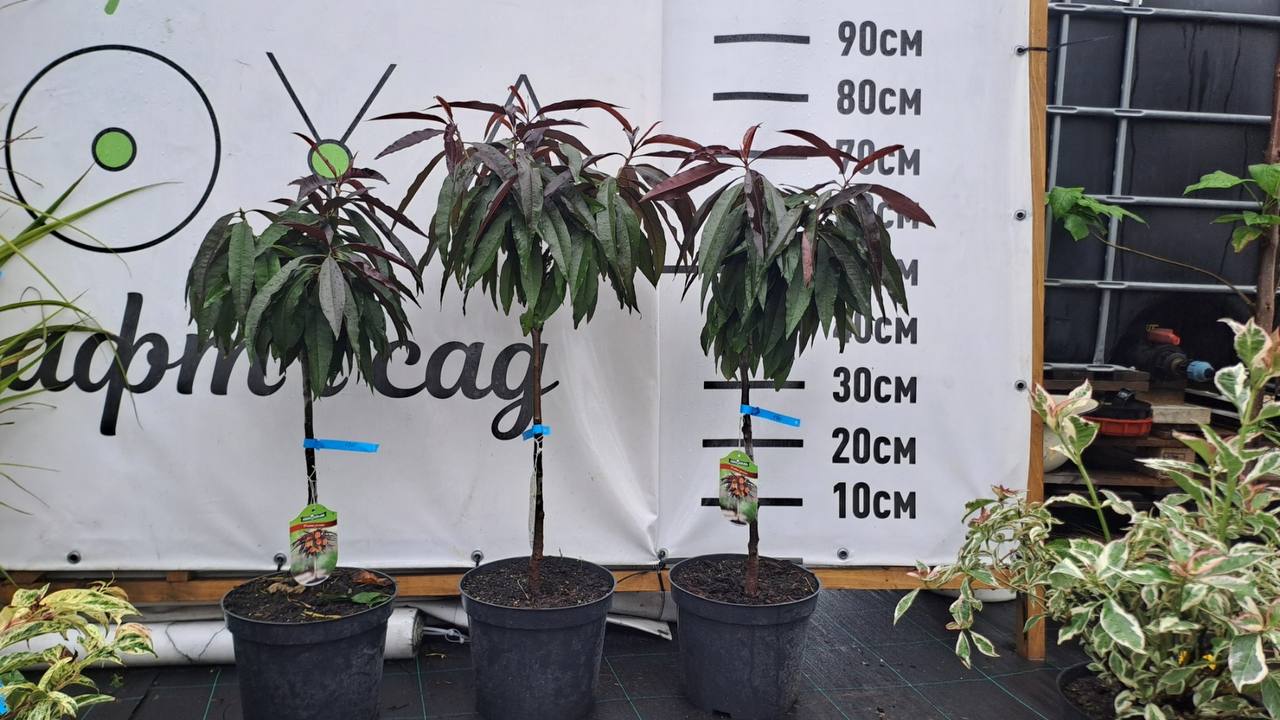 Персик (Prunus persica)