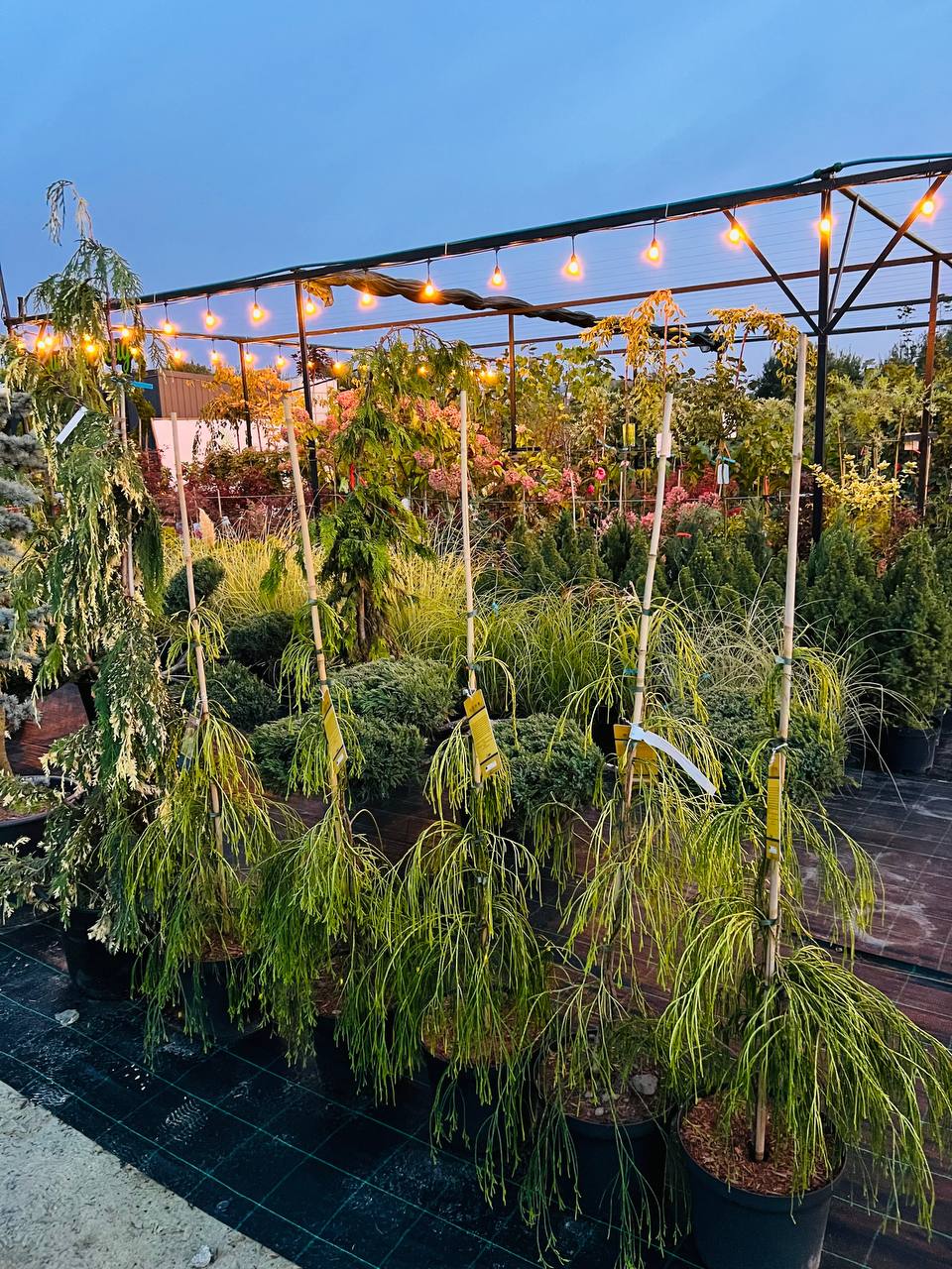 Кипарисовик Лавсона (Chamaecyparis lawsoniana 'Filip's Golden Sprinklers'