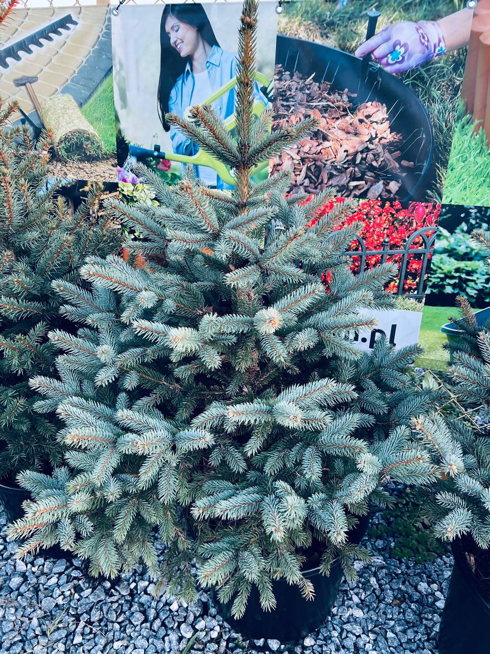 Ялина колюча блакитна Picea pungens Glauca Kaibab горщик 45-60л Н-120см