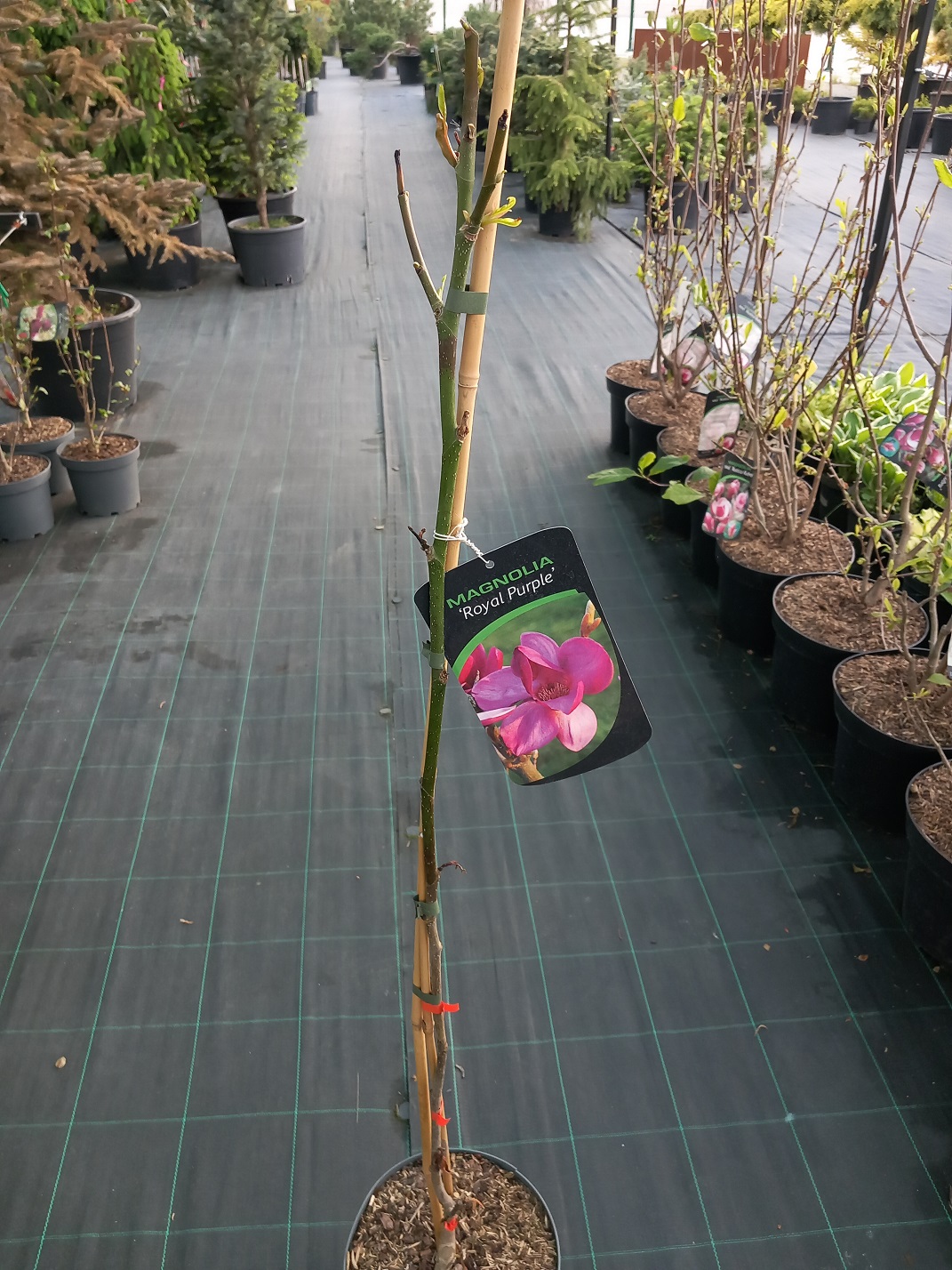 Магнолія «Роял Пурпл» (Magnolia 'Royal Purple') 100-110 см