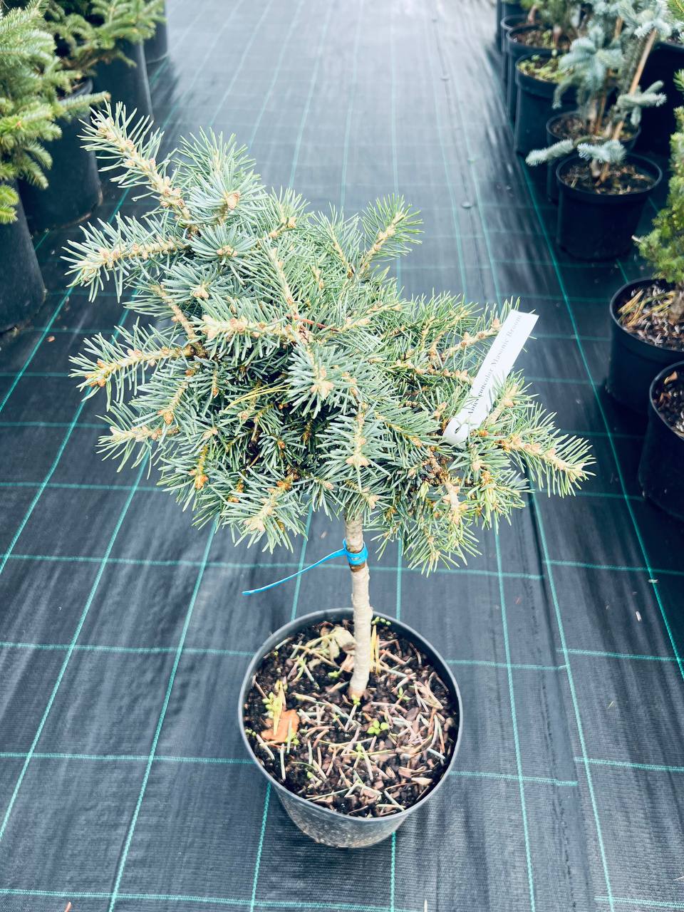 Ялиця одноколірна Масонік Брум Abies concolor Masonic Broom