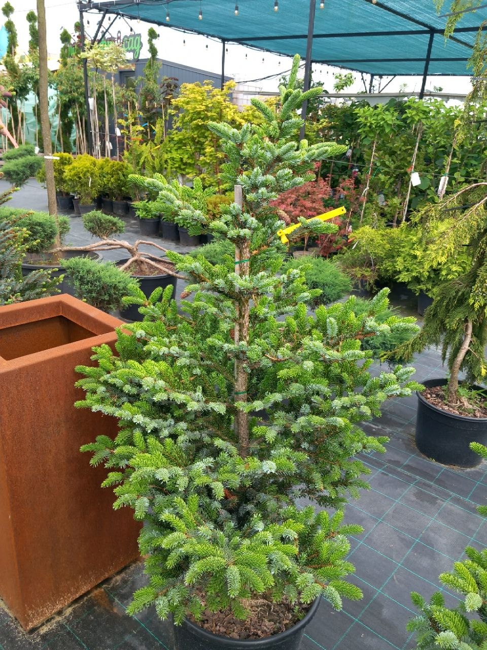 Ялиця двоколірна (Abies bicolor) 120 см